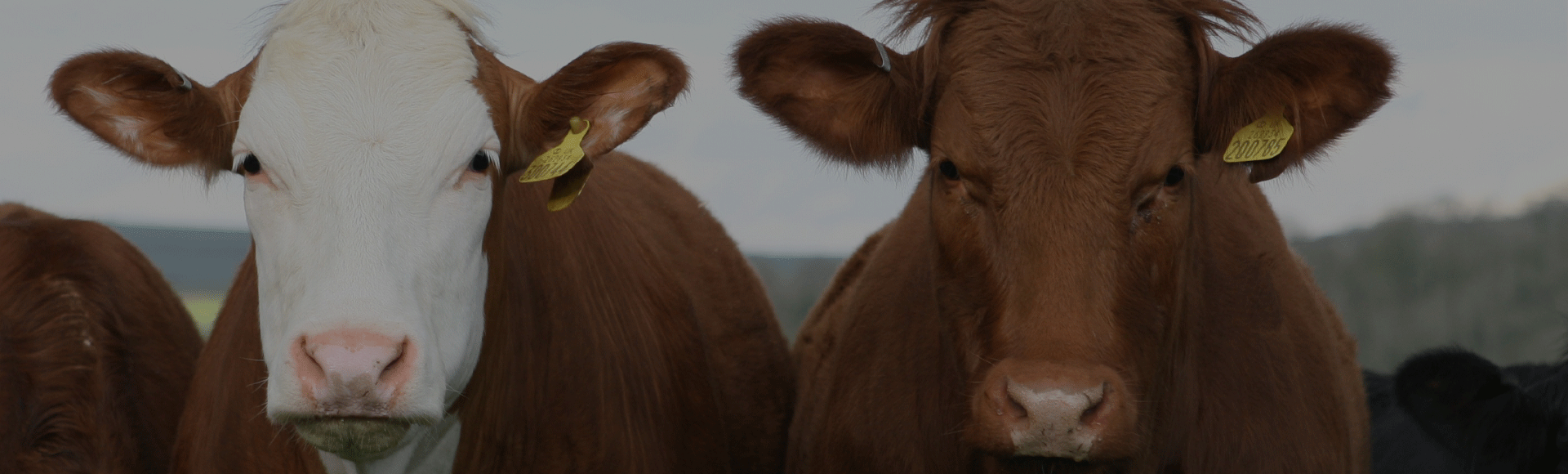 Complete Farm To Freezer Service!